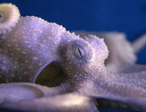 Octopi
